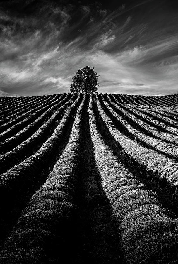 Lavander field Photograph by Livio Ferrari