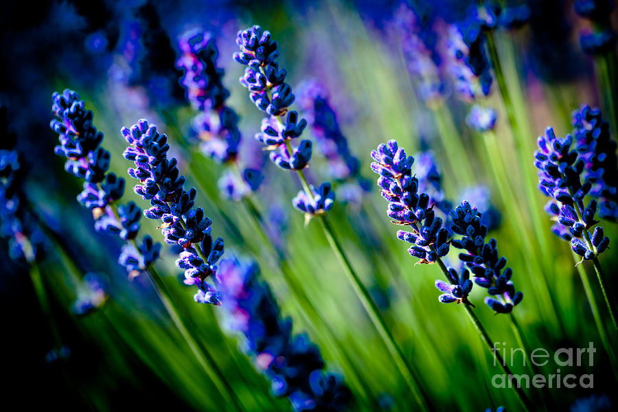 Lavander flowers closeup in lavender field Photograph by Raimond Klavins