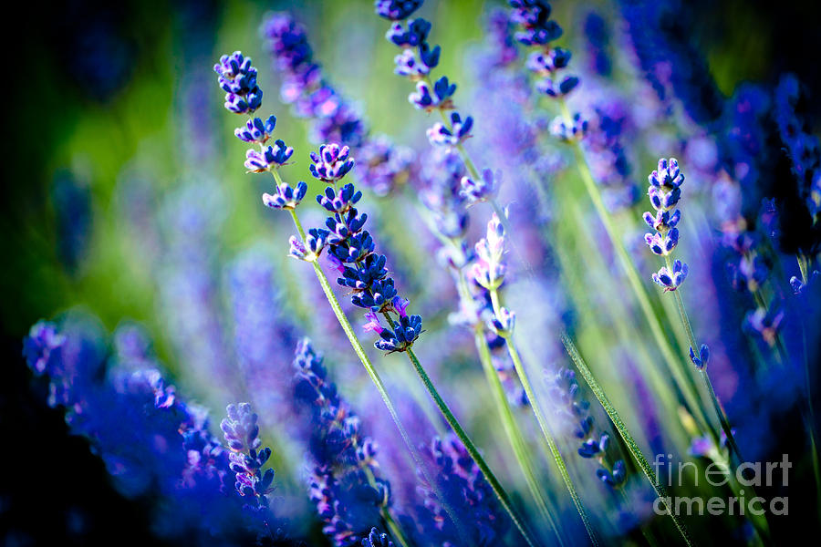 Lavander flowers in lavender field Artmif Photograph by Raimond Klavins
