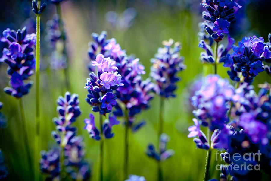 Lavander flowers in lavender field Photograph by Raimond Klavins