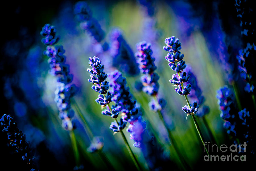 Lavander flowers macro in lavender field Artmif Photograph by Raimond Klavins