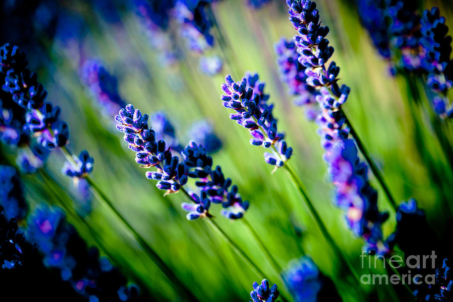 Lavander flowers macro in lavender field Photograph by Raimond Klavins