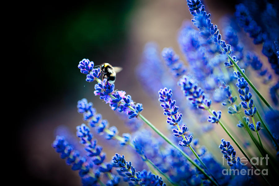 Lavander flowers macro with bee in lavender field Photograph by Raimond Klavins