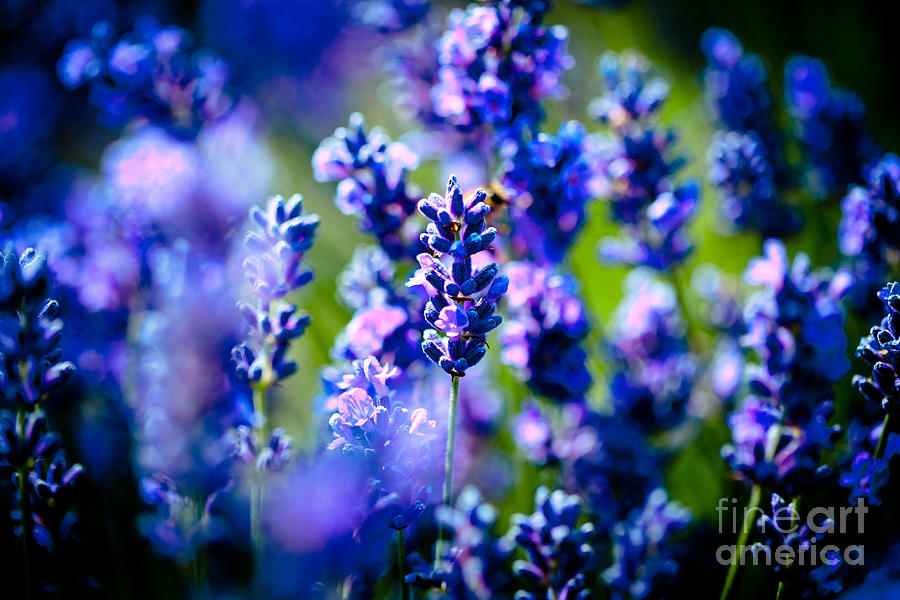 Lavander flowers with bee in lavender field Artmif Photograph by Raimond Klavins