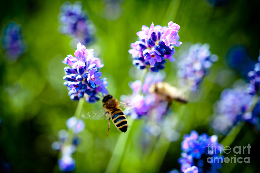 Lavander flowers with bee in lavender field closeup Artmif Photograph by Raimond Klavins