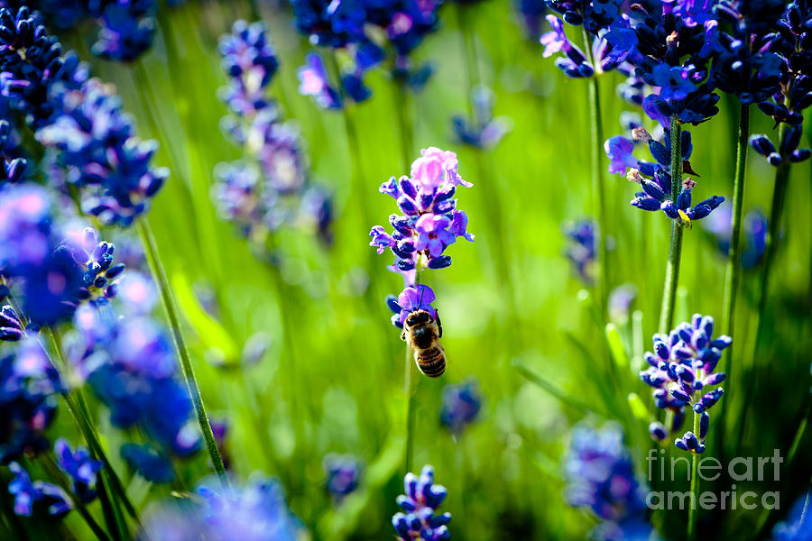 Lavander flowers with bee in lavender field macro Artmif Photograph by Raimond Klavins