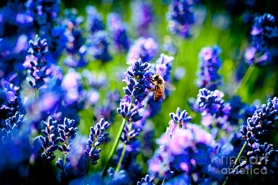 Lavander flowers with bee in lavender field macro Photograph by Raimond Klavins