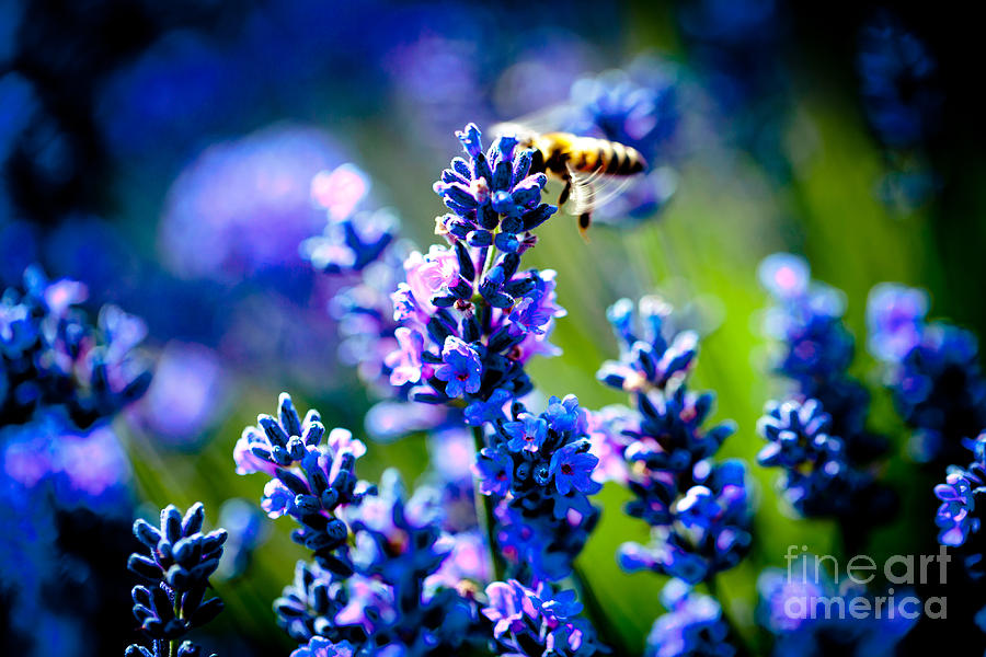 Lavander flowers with bee in lavender field Photograph by Raimond Klavins