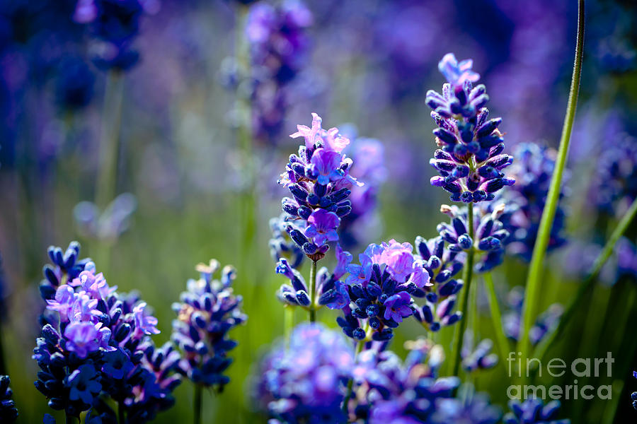 Lavander flowers with lavender field Artmif.lv Photograph by Raimond Klavins