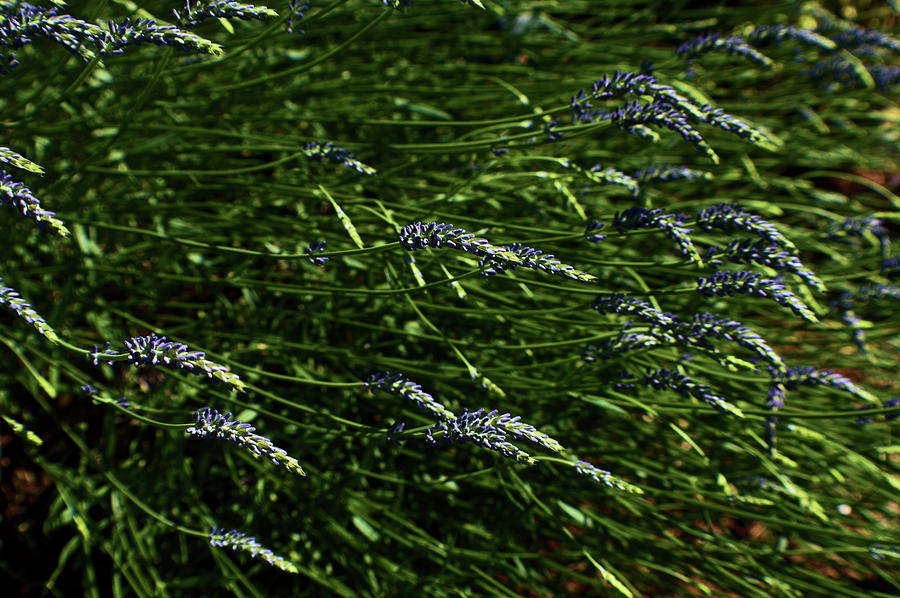 Lavander Sprigs Photograph by Jimmy Chuck Smith