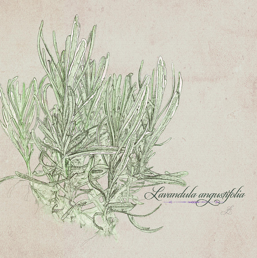 Lavandula augustiflora Digital Art by Gina Harrison