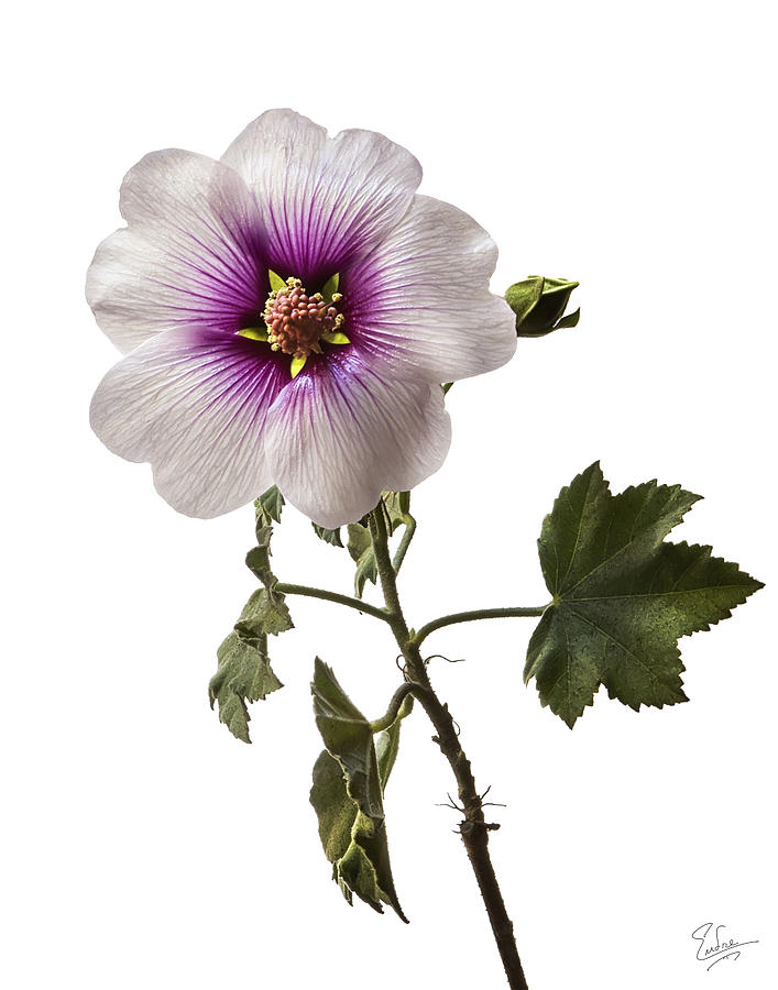 Lavatera Mallow Photograph by Endre Balogh