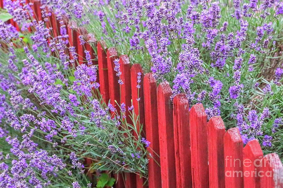 Lavender around a red wooden fence Photograph by Amanda Mohler
