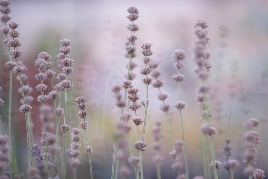 Lavender #2 Photograph by Bonnie Bruno