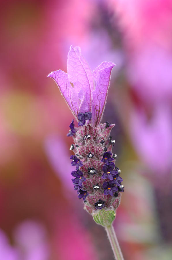 Lavendar Flower Photograph by Donna Blackhall