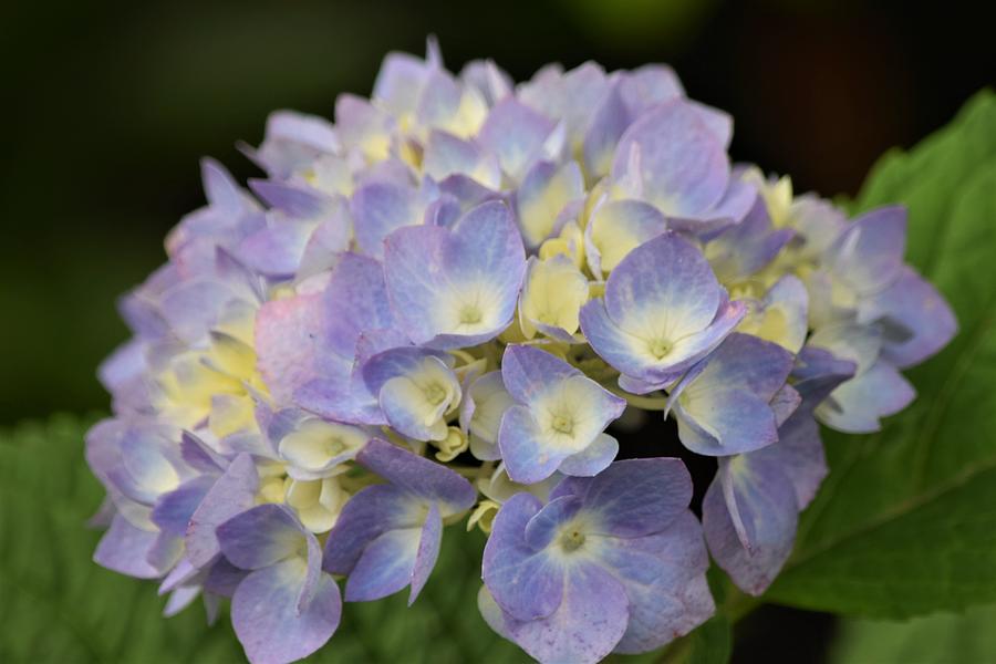 Lavender Hydrangea Photograph by Mary Ann Artz - Fine Art America