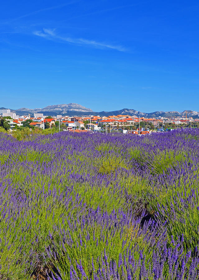 Lavendar of Provence Photograph by Corinne Rhode