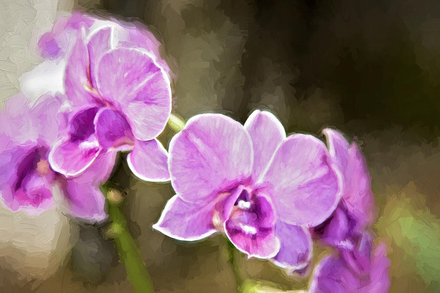 Lavendar Orchids Photograph