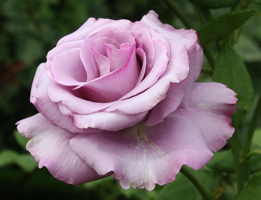 Lavendar Rose Photograph by Ellen Tully