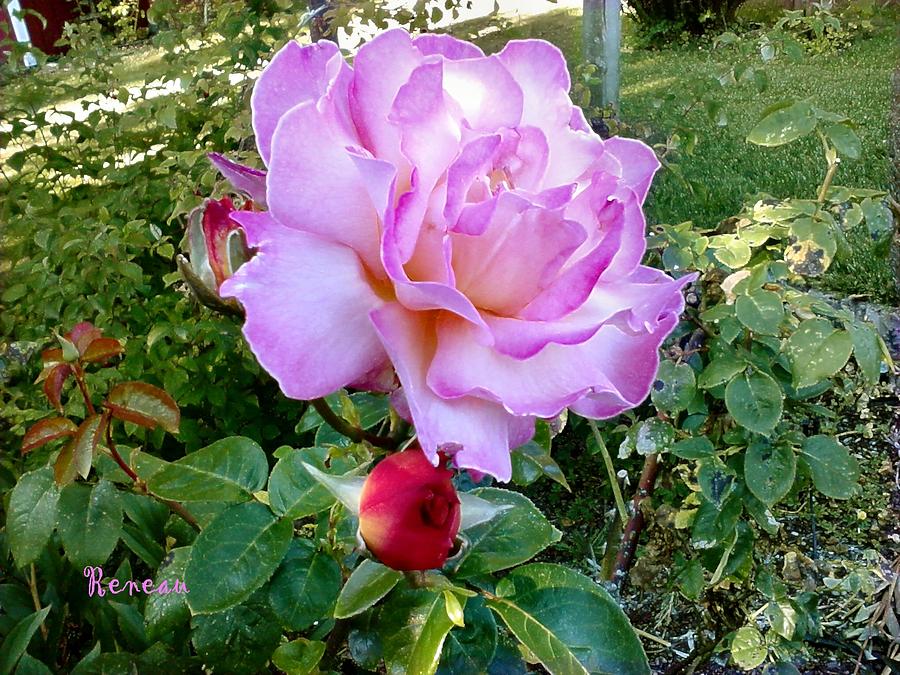 Lavendar Rose Photograph by A L Sadie Reneau