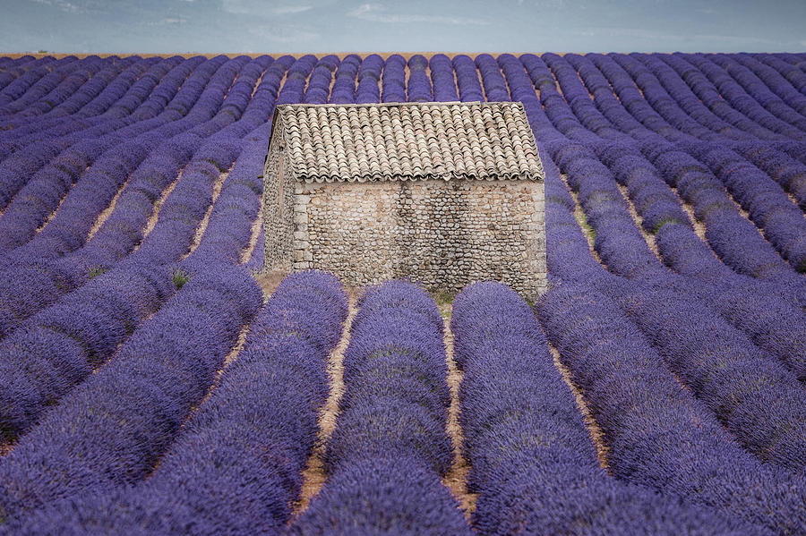 Lavendel Photograph by Joana Kruse