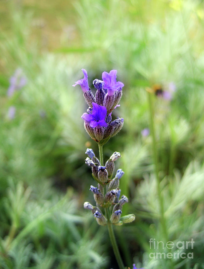 Flower Photograph - Lavender 1 by Nina Ficur Feenan