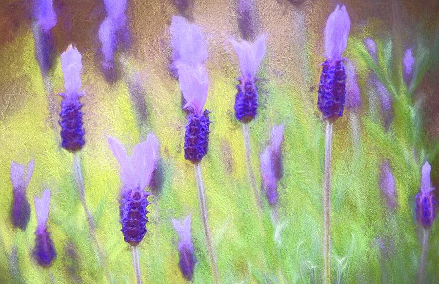 Flower Photograph - Lavender 10 by Pamela Cooper