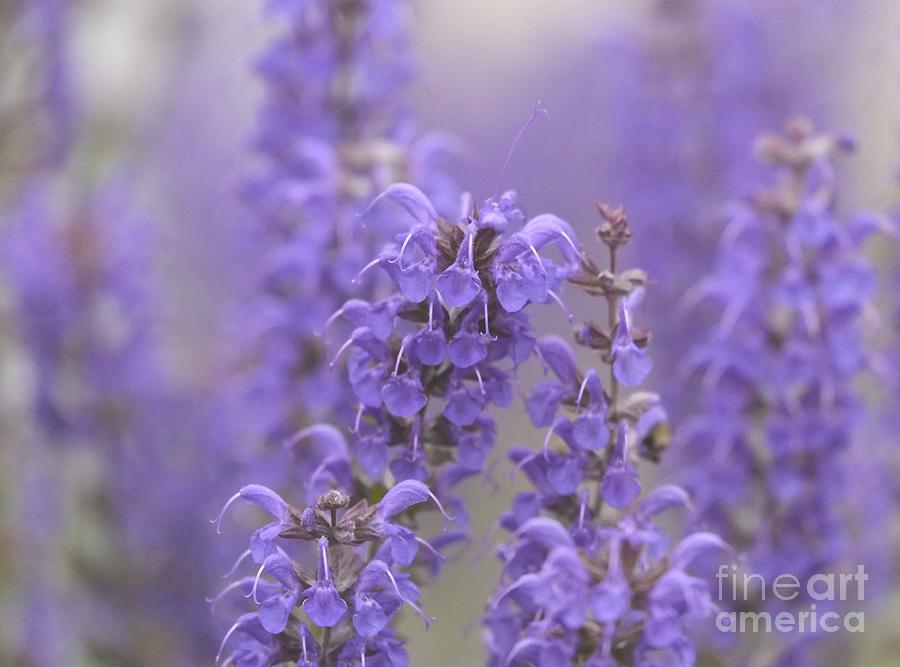 Nature Photograph - Lavender -3- by Issa Bild