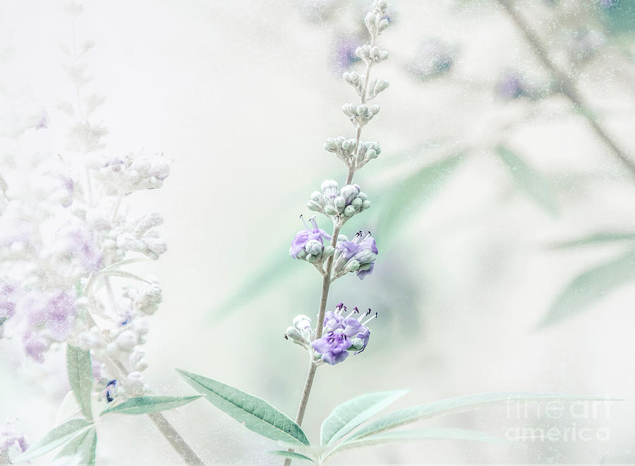 Lavender 4 Photograph by Andrea Anderegg