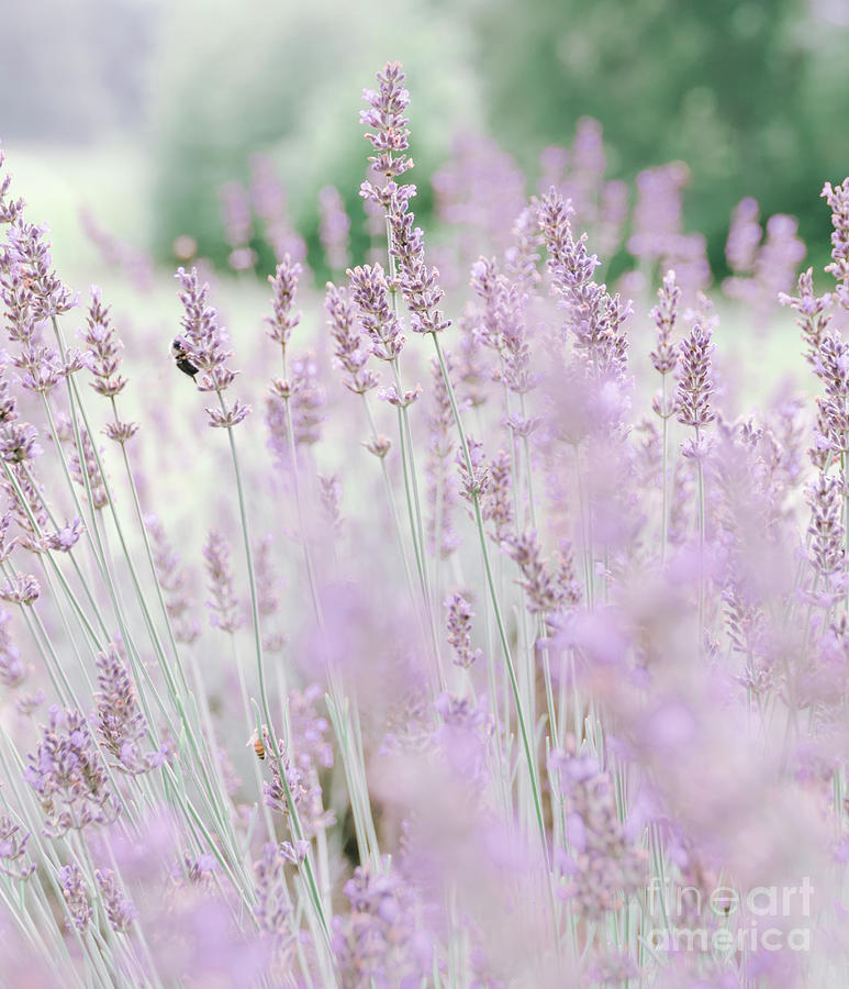 Lavender 6 Photograph by Andrea Anderegg