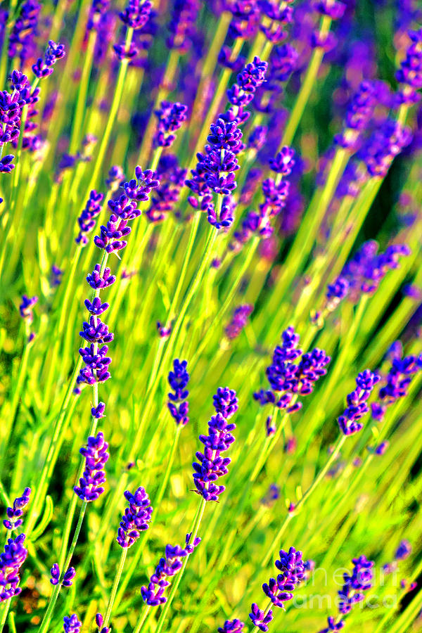 Lavender Abstract Photograph by Olivier Le Queinec