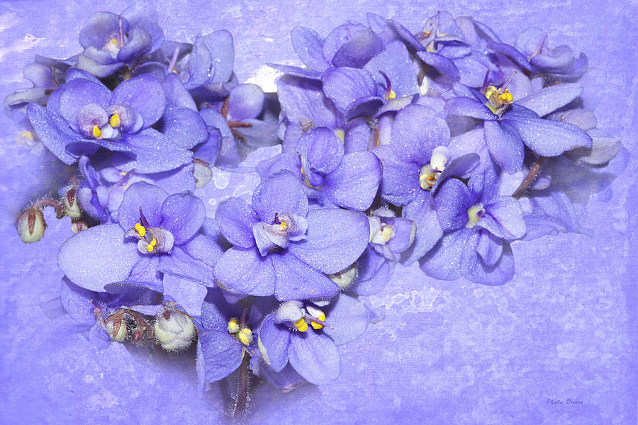 Lavender African Violets Photograph by Phyllis Denton