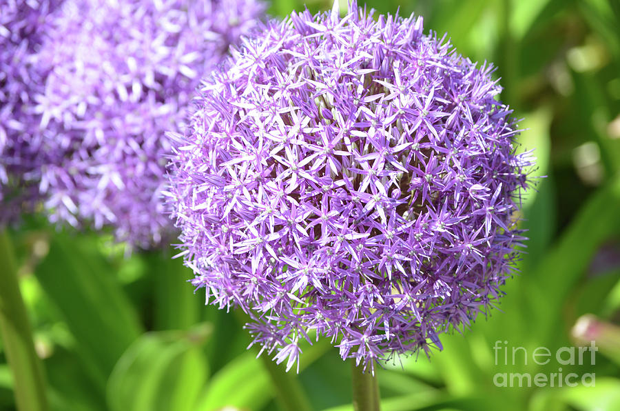 Lavender Allium Flowers Photograph by DejaVu Designs