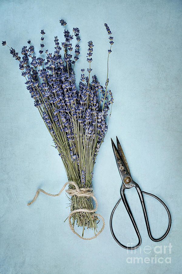 Lavender and Antique Scissors Photograph by Stephanie Frey