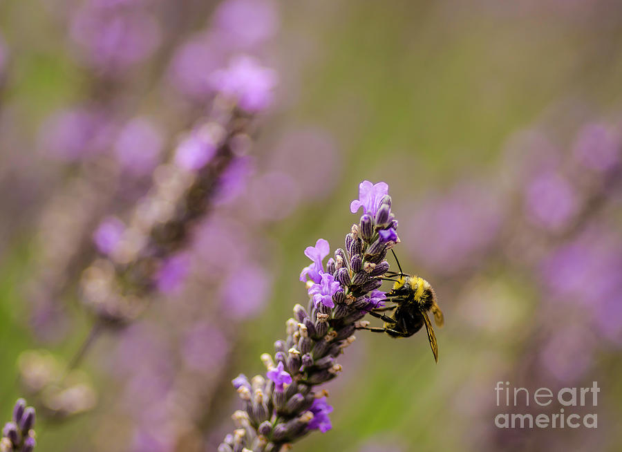 Lavender And Bee Photograph by Nick Boren