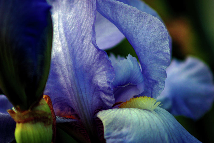 Lavender and Blue Beauty 0040 H_2 Photograph by Steven Ward