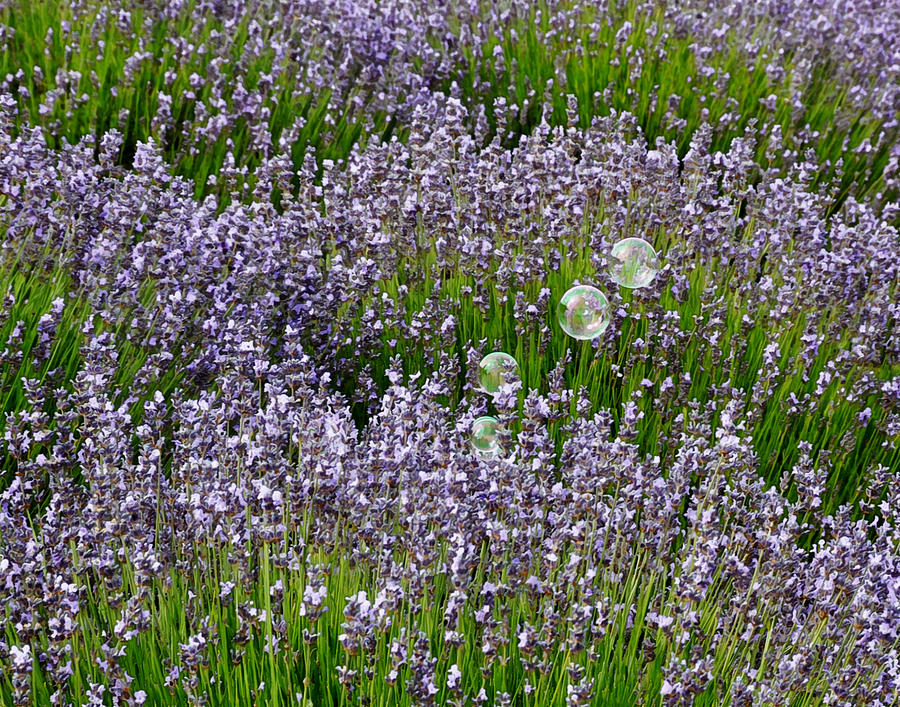 Lavender and Bubbles Photograph by Marion McCristall