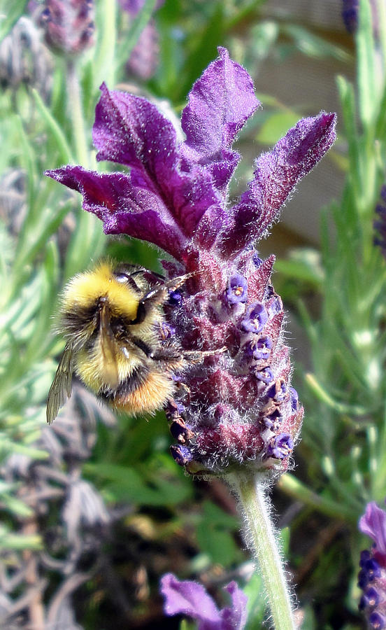 Lavender and busy bee. Photograph by Susan Baker