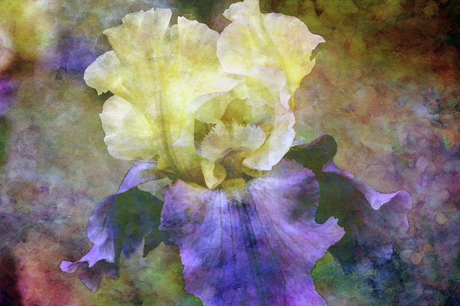 Lavender and Cream Iris 6624 IDP_2 Photograph by Steven Ward
