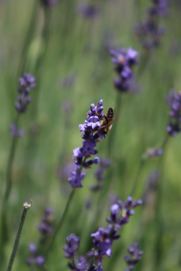 Lavender and Honey Bee Photograph by Colleen Cornelius