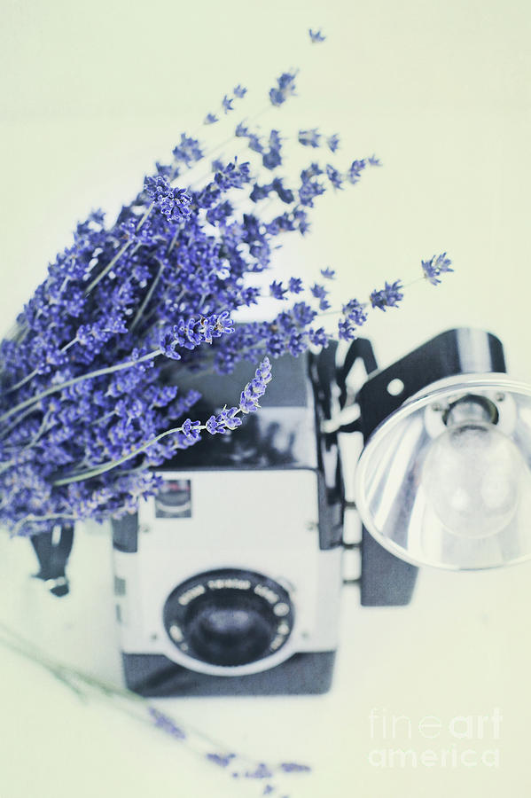 Lavender and Kodak Brownie Camera Photograph by Stephanie Frey