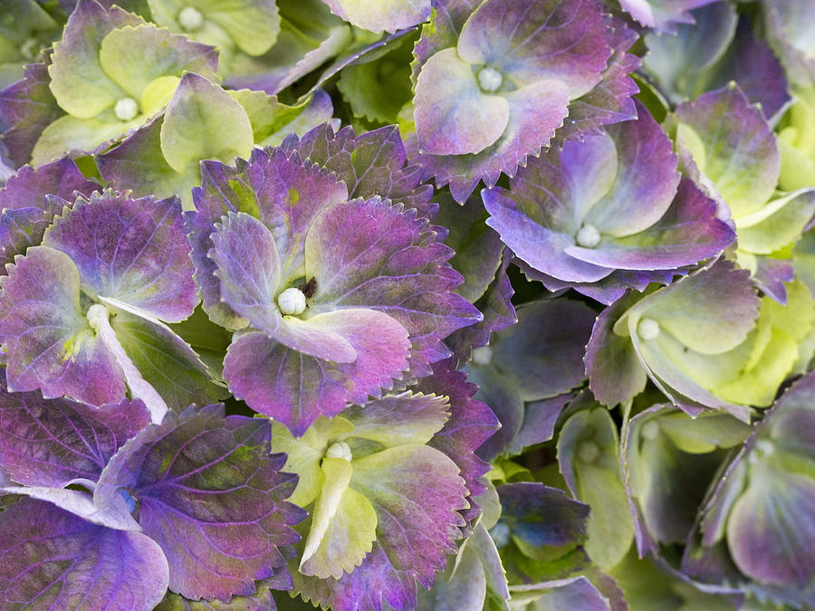 Spring Photograph - Lavender and Lime by Eggers Photography