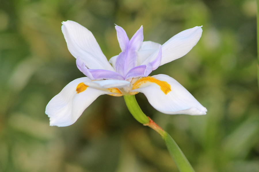 Iris Photograph - Lavender and Pale Purple Iris 2 by Colleen Cornelius