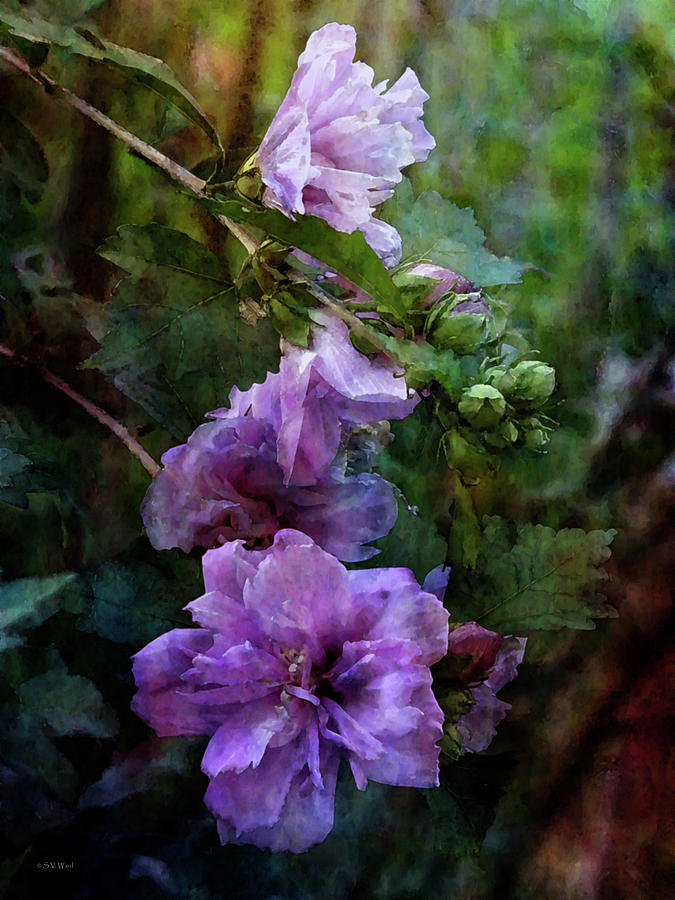 Lavender and Pink Rose of Sharon 3389 IDP_2 Photograph by Steven Ward