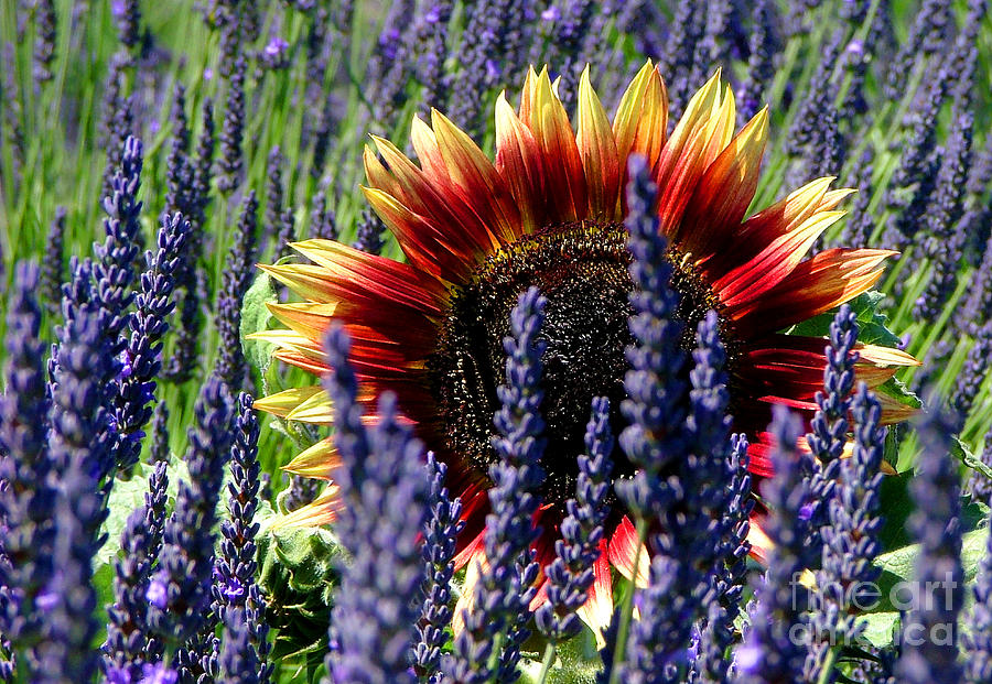 Lavender and Sunflower Photograph by Robert Nankervis Pixels