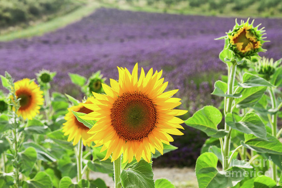 Lavender And Sunflowers Field Photograph