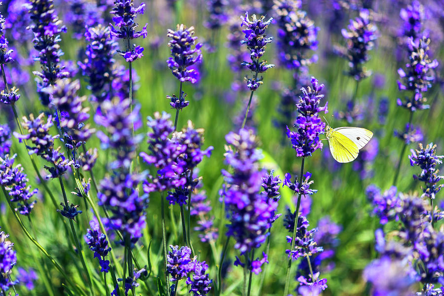 Lavender and the Heart Photograph by Ryan Manuel