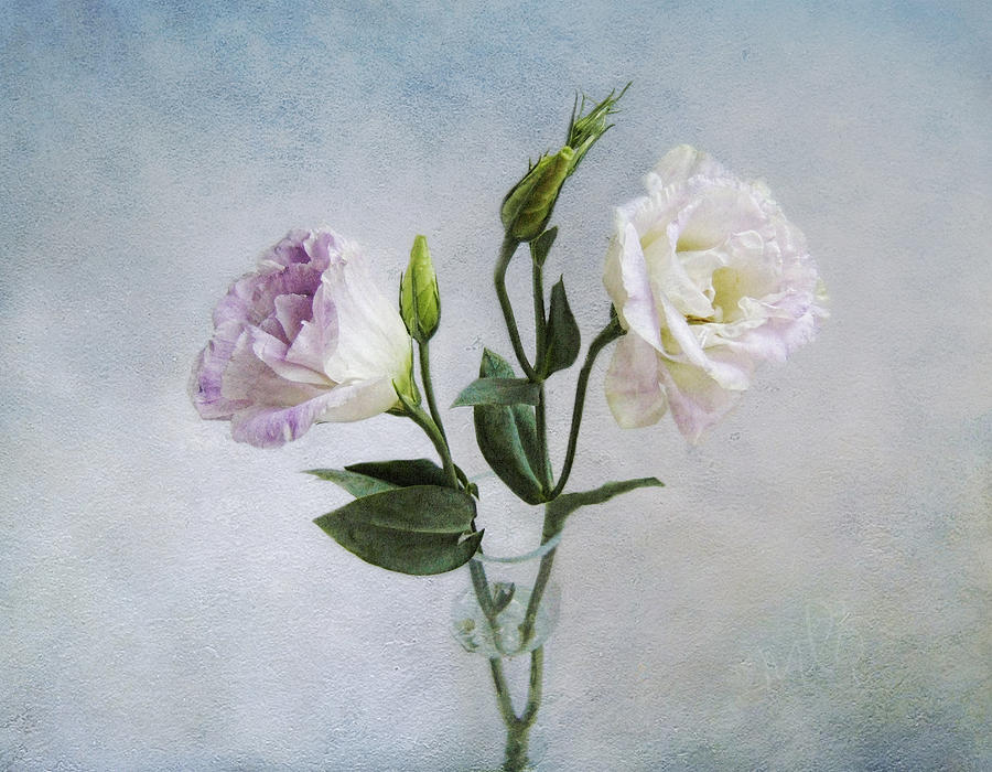 Lavender and White Anemones Still Life Photograph by Louise Kumpf