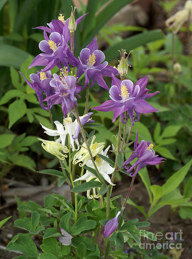 Flowers Still Life Photograph - Lavender and White Columbine by Rex E Ater