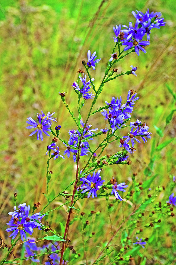 Lavender Asters along White Pine Trail in Kent County, Michigan Photograph by Ruth Hager